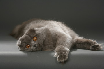 chat highland fold allongé de face