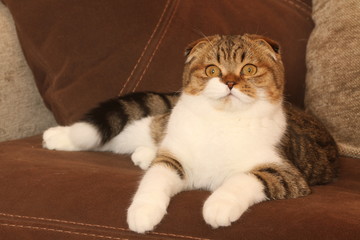 scottish fold arrogant de face sur le canapé