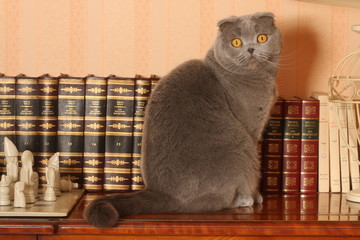 scottish fold assis devant les livres d'une bibliothèque
