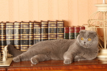 chat scottish fold allongé sur un buffet plein de livres