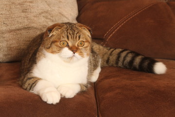 chat scottish fold allongé de face sur canapé