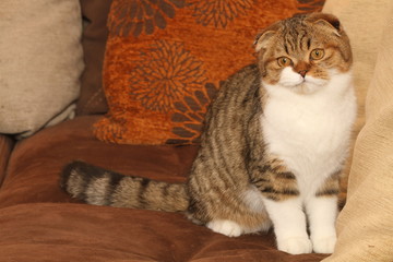 chat scottih fold assis dans une ambiance zen