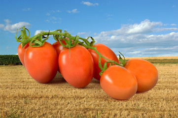 Pomodori grandi grandi © spinetta