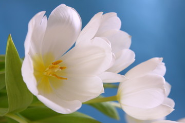 blumenstrauß,weiße tulpen