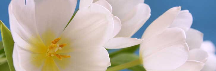 weiße tulpen