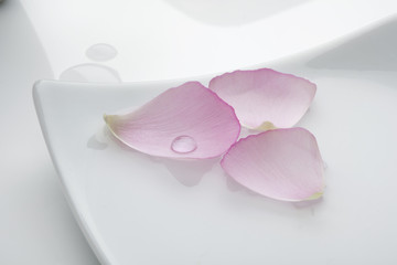 pétale de fleur