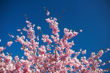 Fototapeta na wymiar Kirschbaum in Blüte im Frühling