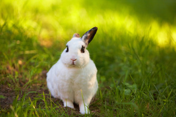 Happy Easter, weisser Hase auf der Wiese