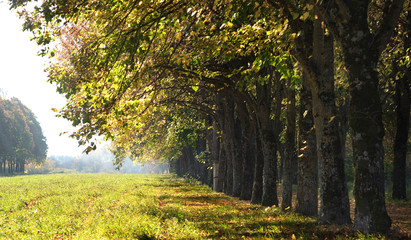 abstract evening autmn background