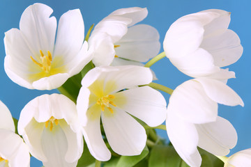 Fototapeta na wymiar blumenstrauß-weiße tulpen