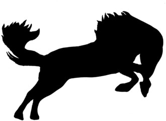 Übermütiges Islandpferd