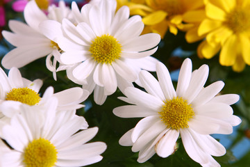 Fototapeta premium blumen-chrysanthemen