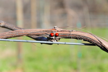 due coccinelle rosse