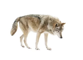 Photo sur Aluminium Loup Grand loup isolé sur fond blanc