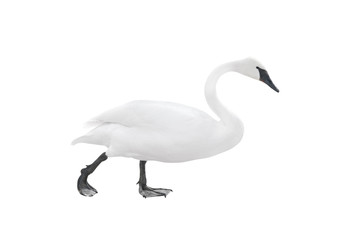 Traveling swan isolated on white background