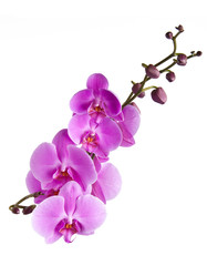 orchids branch