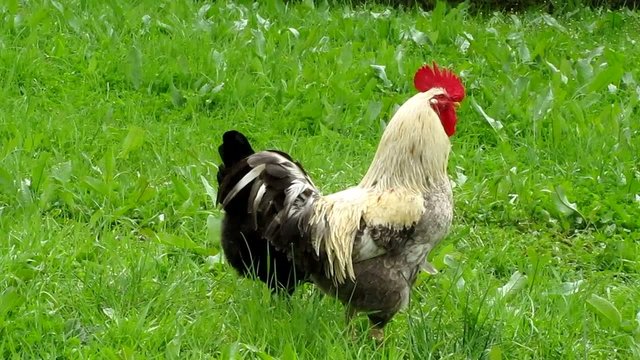 cock and hens