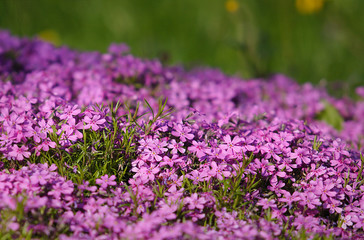 Obraz premium Field of violet flowers in the garden
