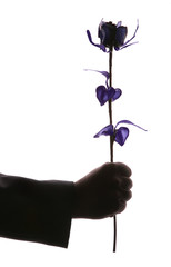 Man hand hold purple rose