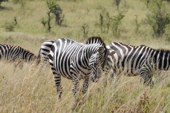 Zebra