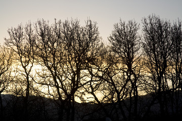Fototapeta na wymiar Silhouetted trees against evening sky