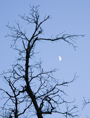 Scrub Oak tree and half moon