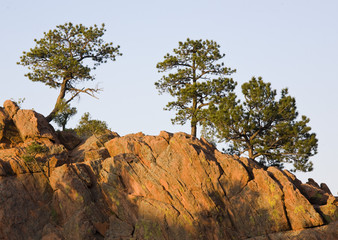 Trees on top of rock ledge