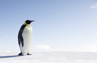 Obraz na płótnie Canvas Penguin