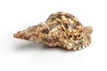 Seasheel in white background