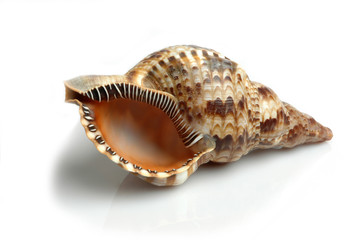 Seasheel in white background