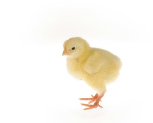 nestling