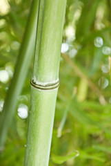 Obraz premium bambous 2