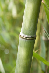bambou 3