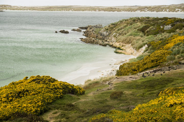 Gypsy Cove - Falkland Islands