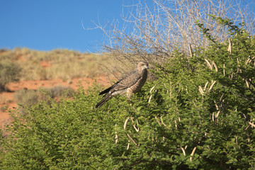 Martial Eagle seen in the Kalahari desert