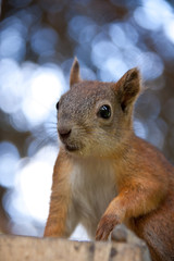 Squirrel in a forest