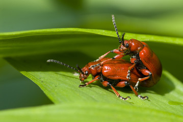 Mating of red coleopterons (Lilioceris merdigera)