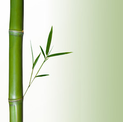 bamboo