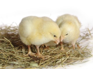 three nestlings on hay
