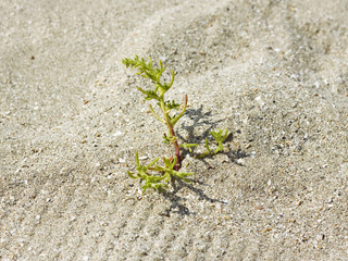 close-up of green plant in the sand
