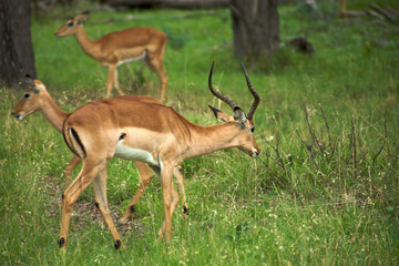 Naklejka na ściany i meble Springboks in Moremi Nature Reserve