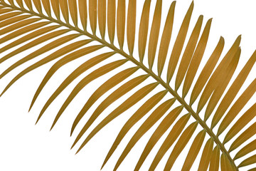 Obraz premium palme brune sagoutier, fond blanc