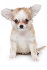 Obraz premium Chihuahua puppy isolated on white