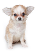 Chihuahua puppy isolated on white