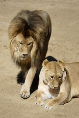 Lion et lionne sur le sable vus de dessus