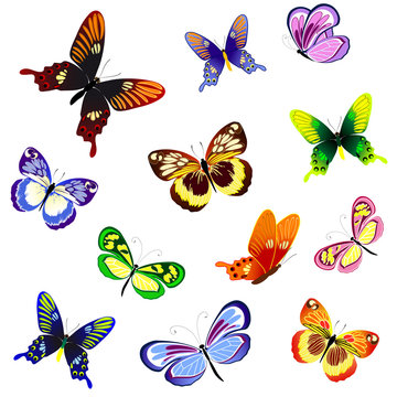 illustration of butterflies of different
