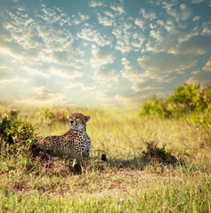 Gepard © Galyna Andrushko