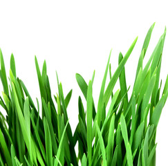 Fototapeta na wymiar Green grass isolated over white