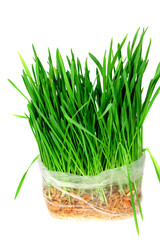 Green grass isolated over white
