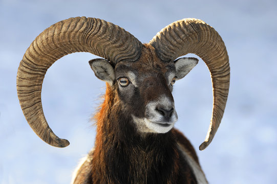 Mufflon